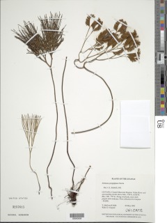 Schizaea poeppigiana image