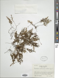 Hymenophyllum riukiuense image
