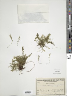 Polyphlebium vieillardii image