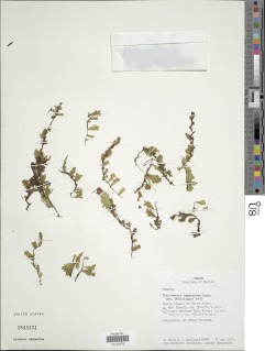 Didymoglossum hymenoides image