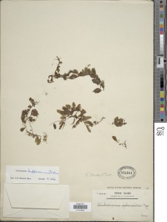 Didymoglossum kapplerianum image