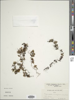 Hymenophyllum macroglossum image