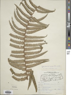 Diplopterygium giganteum image