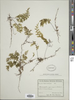 Hymenophyllum myriocarpum var. myriocarpum image