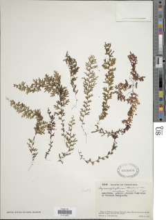 Hymenophyllum elegans image