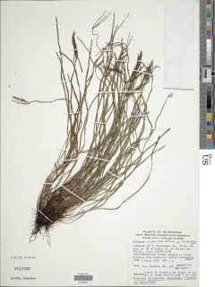 Actinostachys inopinata image
