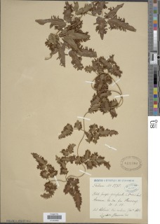 Lygodium flexuosum image