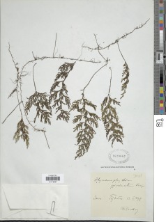 Hymenophyllum productum image