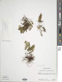 Hymenophyllum hemipteron image