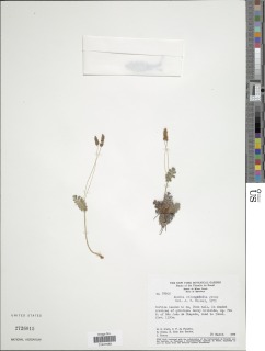 Anemia oblongifolia image