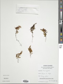 Hymenophyllum involucratum image