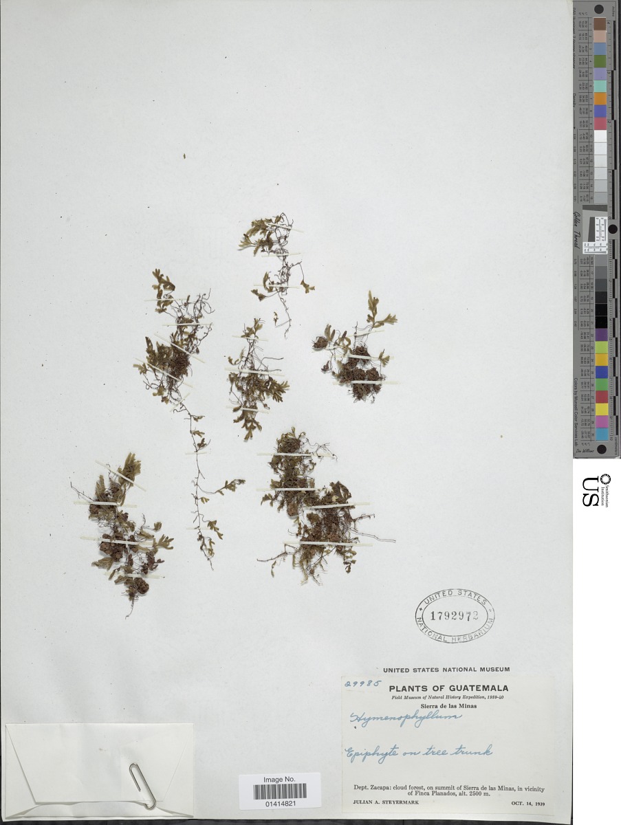 Hymenophyllaceae image