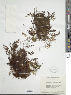 Hymenophyllum macrothecum image