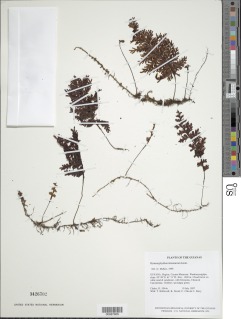 Image of Hymenophyllum kaieteurum