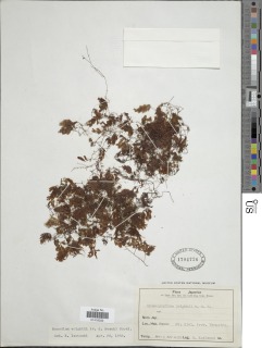 Hymenophyllum wrightii image