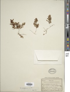Hymenophyllum latifrons image
