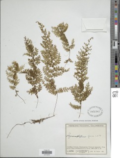 Hymenophyllum ferax image