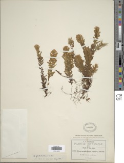 Hymenophyllum pulchellum image