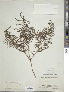 Gleichenia microphylla image
