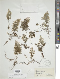 Hymenophyllum lamellatum image