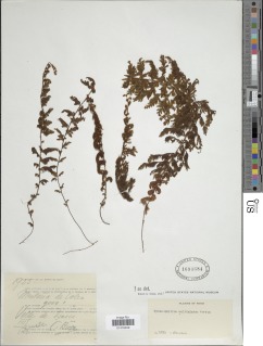 Hymenophyllum multialatum image