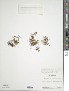 Hymenophyllum saenzianum image