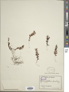 Image of Hymenophyllum fragile
