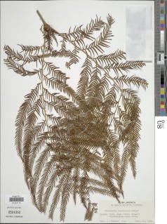 Diplopterygium laevissimum image