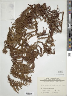 Cyathea microdonta image