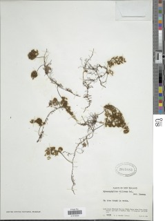 Hymenophyllum villosum image