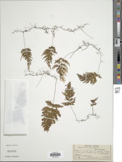 Hymenophyllum demissum image