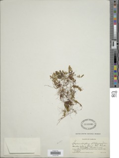 Hymenophyllum antillense image