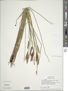 Actinostachys pennula image