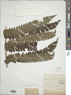 Cyathea grandifolia var. grandifolia image