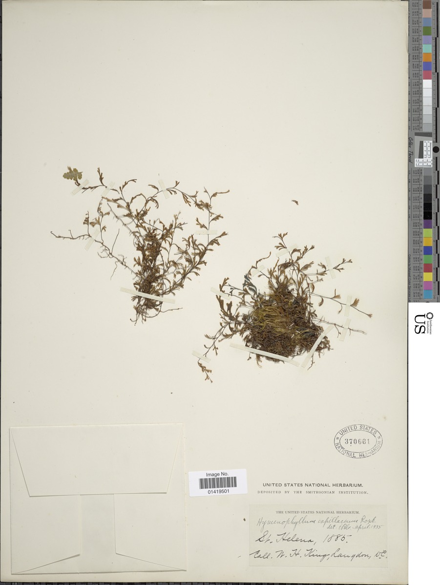Hymenophyllum capillaceum image