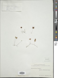 Hymenophyllum lyallii image