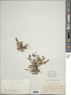 Hymenophyllum lanatum image