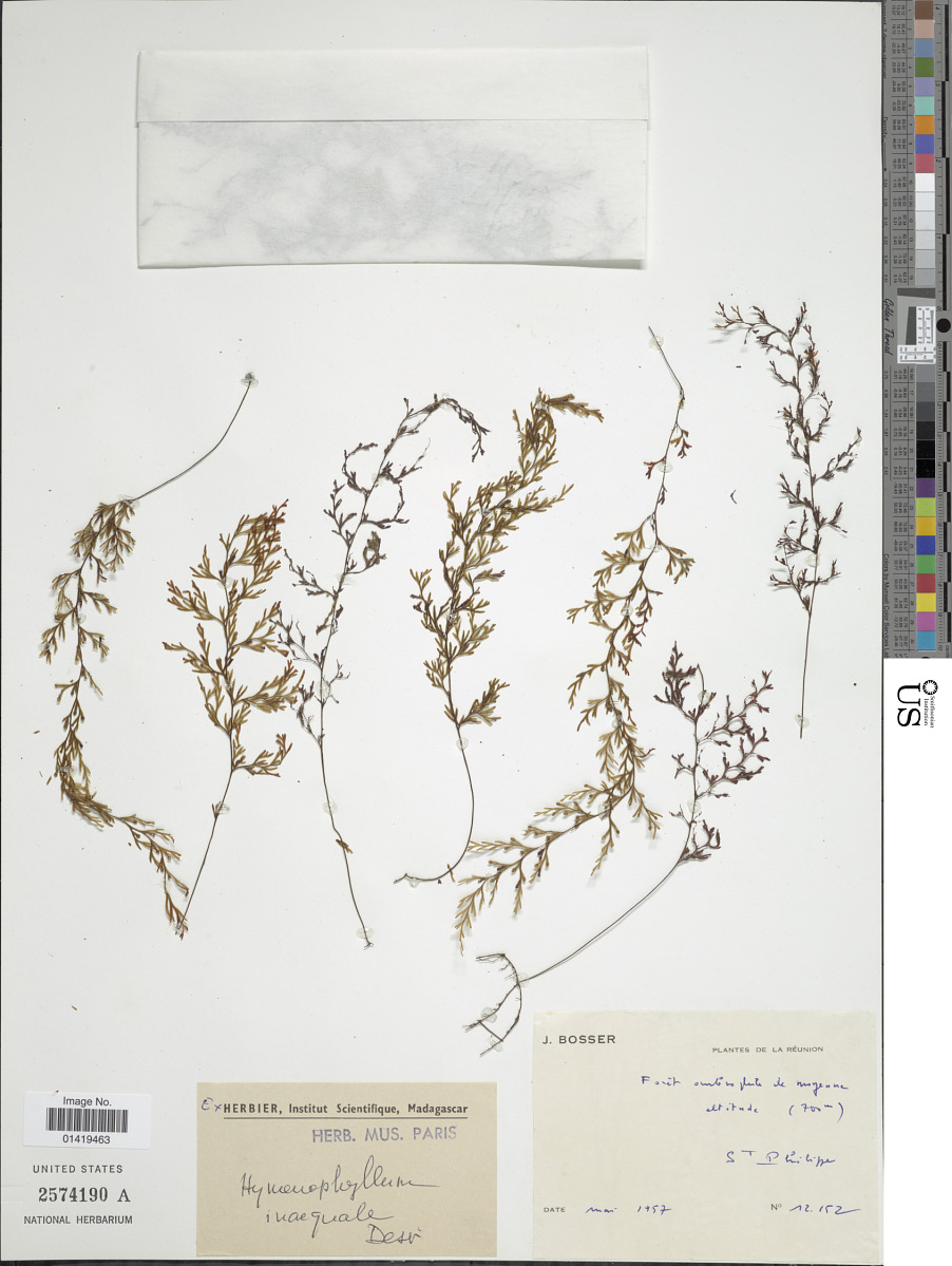 Hymenophyllum inaequale image