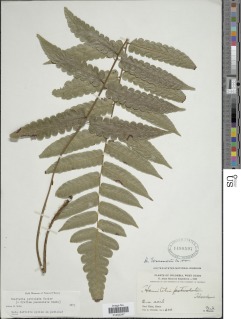 Cyathea petiolata image