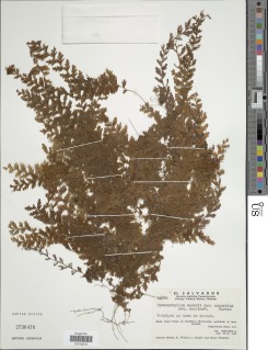 Hymenophyllum maxonii image