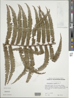 Diplopterygium pinnatum image