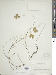 Marsilea ancylopoda image