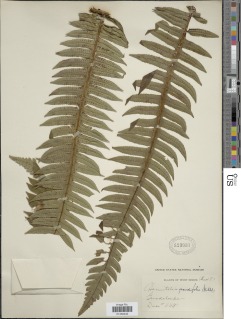 Cyathea grandifolia var. grandifolia image