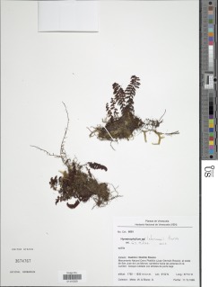 Hymenophyllum lehmannii image