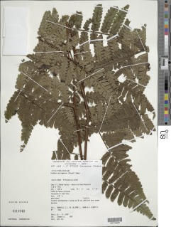Cyathea surinamensis image