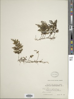 Hymenophyllum hirtellum image