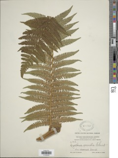 Cyathea chimborazensis image