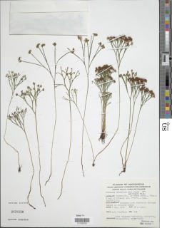 Schizaea dichotoma var. sellingii image