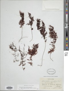Hymenophyllum myriocarpum image