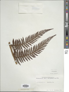 Dicksonia squarrosa image